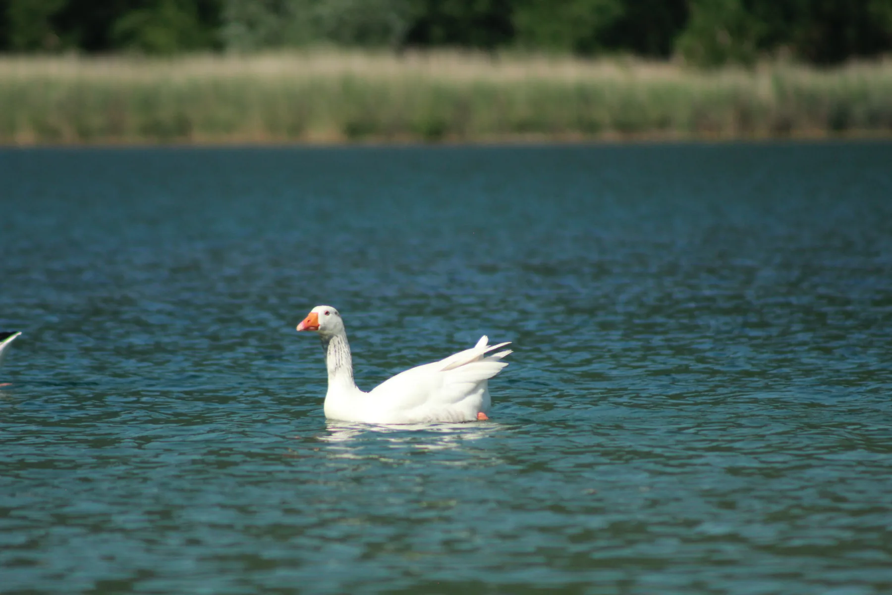 Gruppo del corso assistenti bagnanti al Lago del Segrino